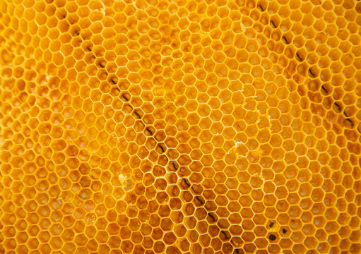 Close up shot showing the golden, geometric pattern of natural beeswax honeycomb found in a beehive in a sunny location