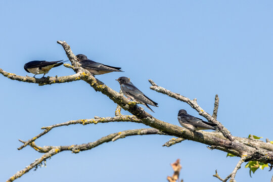 Juvenile barn swallows on a branch