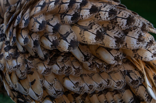 Detailed macro shot of Eurasian eagle owl wing feathers showing layers and texture
