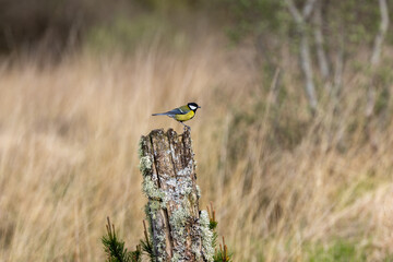 Adult great tit on a lichen-covered post © fluffandshutter