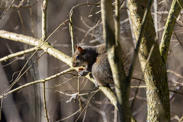 Obraz premium Grey squirrel feeding on a branch
