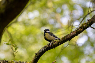 Adult great tit perched in a tree © fluffandshutter