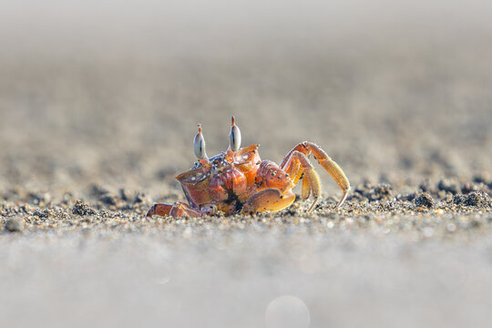 Macro shot of ghost crab with stalk eyes sitting on sandy beach in Costa Rica
