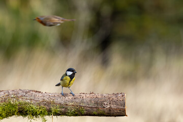 Adult great tit on a mossy log © fluffandshutter