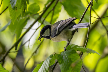 Adult great tit foraging among leaves © fluffandshutter