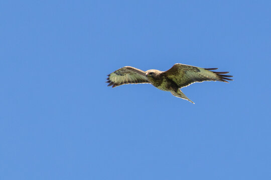 Common buzzard soaring in a blue sky