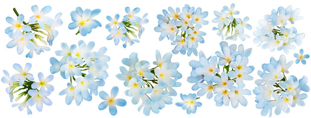 Blue plumeria flowers isolated on white, set. Tropical plant © New Africa