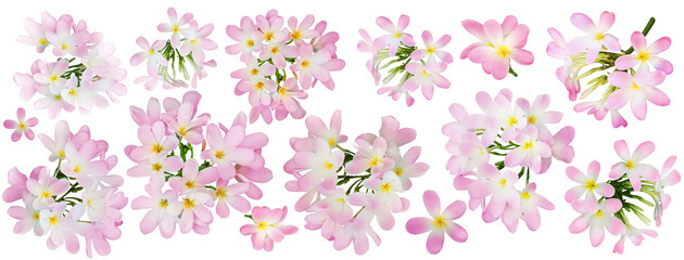 Pink plumeria flowers isolated on white, set. Tropical plant © New Africa