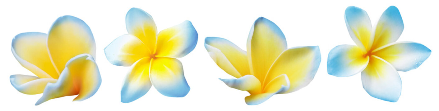 Blue plumeria flowers isolated on white, set. Tropical plant