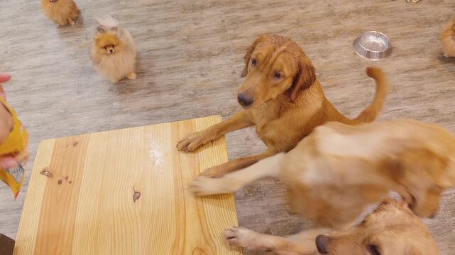 Golden retriever eagerly taking a treat from a person's hand, surrounded by other golden retrievers and pomeranian dogs on a wooden floor, highlighting friendly animal interaction