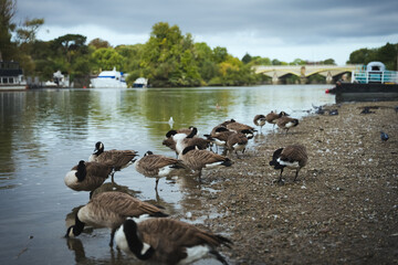Group of Canada geese gathered on the muddy riverbank beside the River Thames in Richmond upon Thames, London, England. © Anastasia