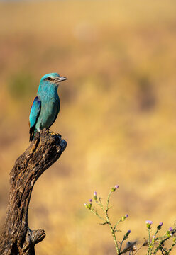 European roller perched on a branch. Coracias garrulus.
