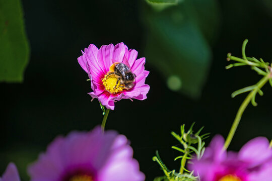 macro of a bee on a cosmos flower