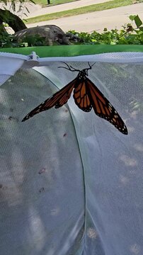 Monarch butterfly climbing out of habitat cage and flying away vertical video