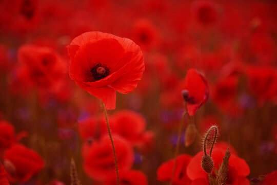 Red poppy field blooming under natural light