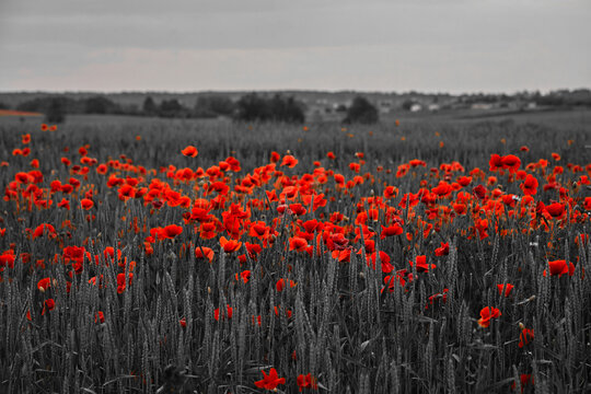 Red poppies blooming in greyscale summer field