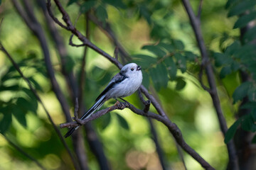 Long-tailed Tit Calling While Perched on a Branch © Dmytro
