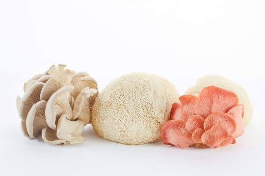 Gourmet culinary mushrooms on white background for healthy eating