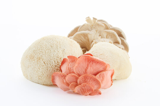 Lion's mane, pink and grey oyster mushrooms