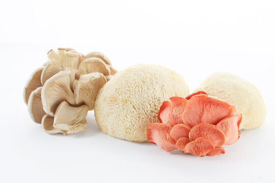 Lion's mane, oyster, pink oyster mushrooms on white