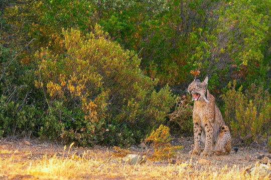 Iberian Lynx watching in Castilla La Mancha, Spain.