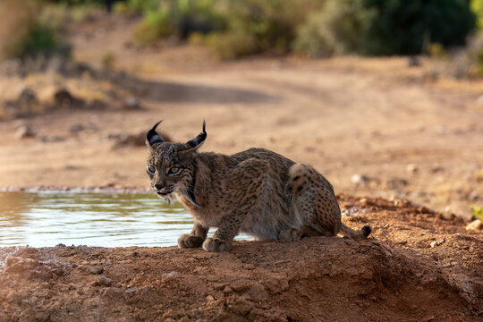 Iberian Lynx drinking water in Castilla La Mancha, Spain.