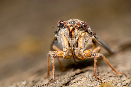 Beautiful nature scene macro cicada molting. Showing of eyes and wing detail.Cicada in the wildlife nature habitat using as background or wallpaper.Cicada insect stick on tree