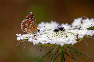 Fotobehang Vlinder Macro shots, Beautiful nature scene. Closeup beautiful butterfly sitting on the flower in a summer garden.  © blackdiamond67