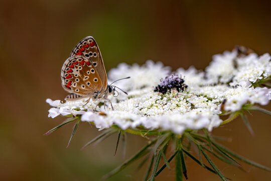 Macro shots, Beautiful nature scene. Closeup beautiful butterfly sitting on the flower in a summer garden.