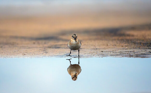 Sanderling resting on the coast.