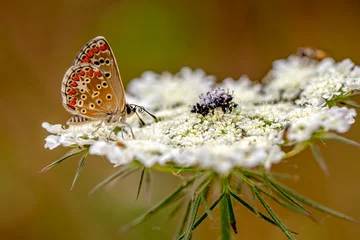 Fotobehang Vlinder Macro shots, Beautiful nature scene. Closeup beautiful butterfly sitting on the flower in a summer garden.  © blackdiamond67