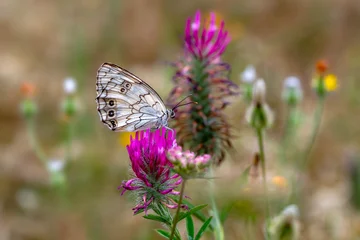 Fotobehang Vlinder Macro shots, Beautiful nature scene. Closeup beautiful butterfly sitting on the flower in a summer garden.  © blackdiamond67