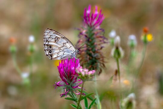 Macro shots, Beautiful nature scene. Closeup beautiful butterfly sitting on the flower in a summer garden.