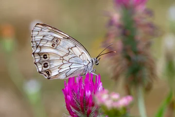 Fotobehang Vlinder Macro shots, Beautiful nature scene. Closeup beautiful butterfly sitting on the flower in a summer garden.  © blackdiamond67