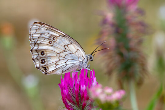Macro shots, Beautiful nature scene. Closeup beautiful butterfly sitting on the flower in a summer garden.