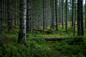 Obraz premium Deep Dense Nordic Spruce Forest with Fallen Tree Trunk and Green Moss Ground