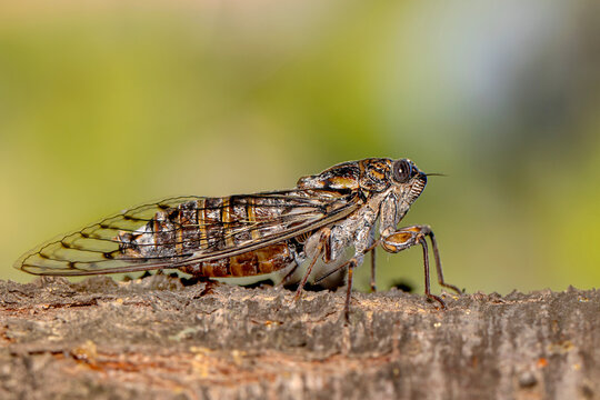 Beautiful nature scene macro cicada molting. Showing of eyes and wing detail.Cicada in the wildlife nature habitat using as background or wallpaper.Cicada insect stick on tree