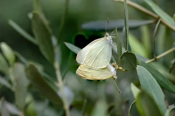 Fotobehang Vlinder Macro shots, Beautiful nature scene. Closeup beautiful butterfly sitting on the flower in a summer garden.  © blackdiamond67
