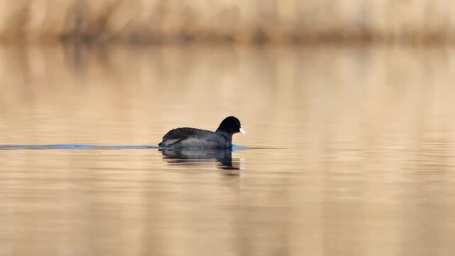 Eurasian Coot Swimming on a Winter Pond in Warm Golden-Hour Sun, Peaceful Wildlife Moment