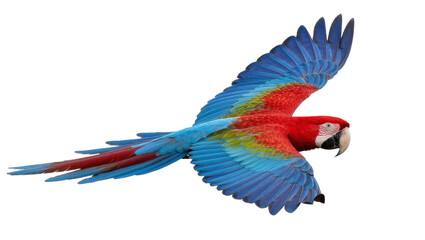 Obraz premium Vibrant red and blue macaw parrot in mid-flight, isolated on transparent background