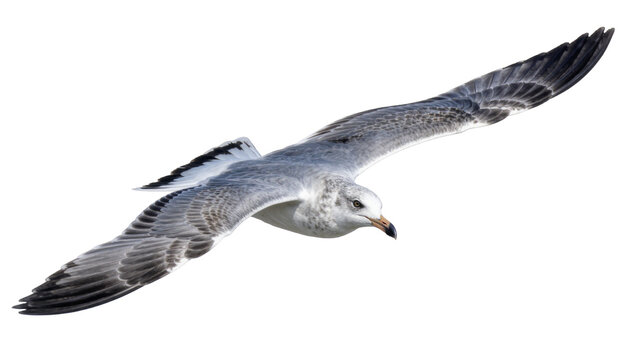 Grey and white seagull bird with wings spread wide, isolated on transparent background