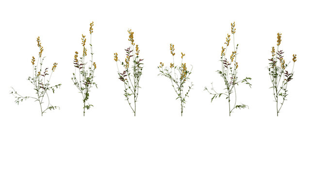 Set of six realistic tall wild flowering plants with yellow blossoms for meadow environment design PNG cutout transparent background