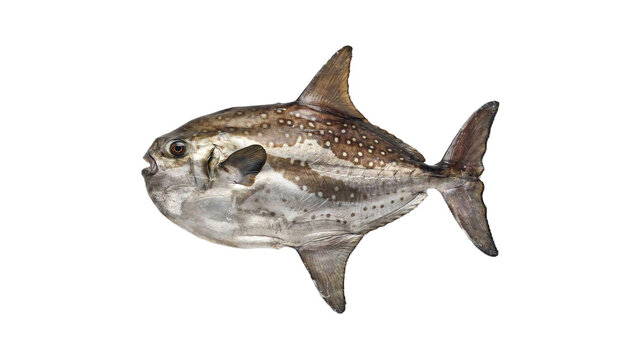 A detailed side profile view of an opah fish isolated on a clean white background for seafood design