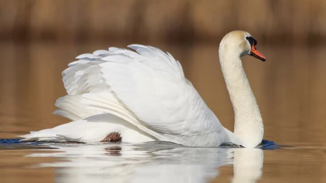 Male Mute Swan Swimming on a German Pond in Winter Golden Hour, Territorial Behavior in Warm Sunlight, Wildlife 4K