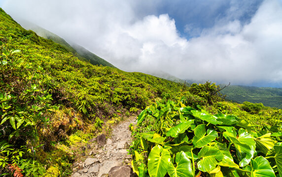 Lush tropical vegetation along the mountain hiking trail to La Grande Soufriere volcano in Guadeloupe, Caribbean France