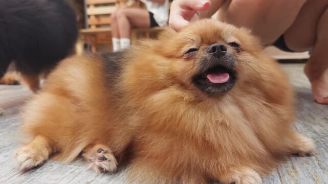 Fluffy pomeranian dog relaxing on a light wooden floor, receiving affectionate pats on its head from a person's hand, enjoying a moment of connection and comfort in a welcoming pet cafe
