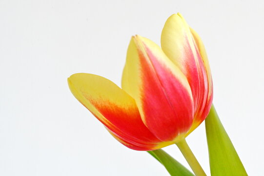 Tulpe