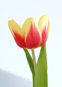 Tulpe