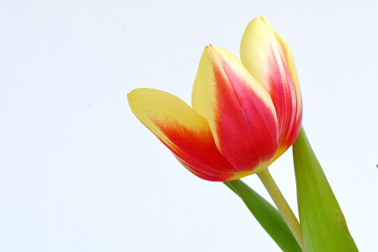 Tulpe