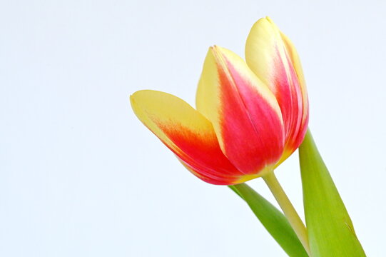 Tulpe